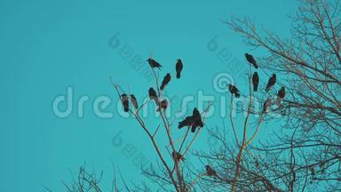 鸟儿啼叫蓝天秋天从树上起飞。 一群乌鸦，黑鸟，干树。 鸟儿在乌鸦身上